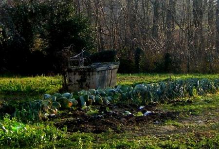 Jardin à l'ancienne